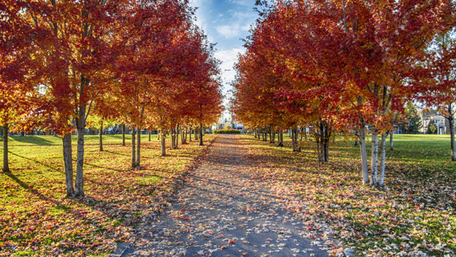Maple Leaf Viewing in Montreal