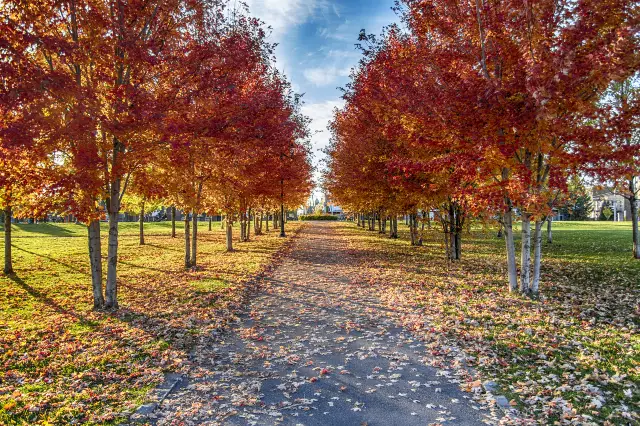 Maple Viewing in Montreal