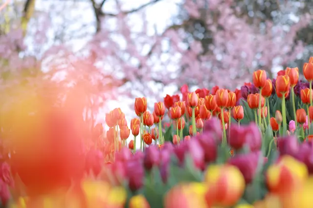 Tulip Viewing in Chongqing