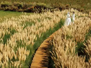 Tinghua Valley - Lijiang Flowers Garden