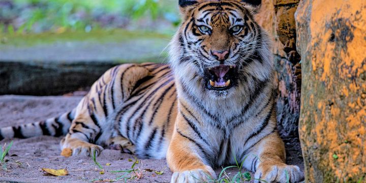 Surabaya Zoo