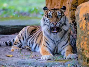 Kebun Binatang Surabaya / Surabaya Zoo