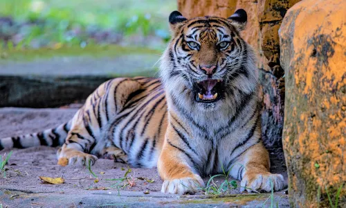 Surabaya Zoo