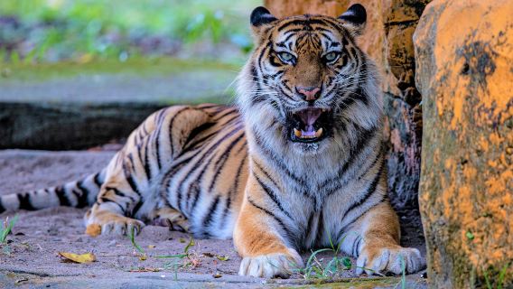 Surabaya Zoo