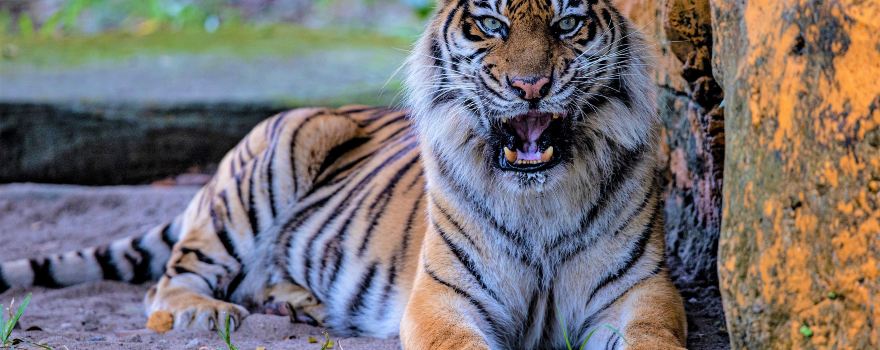 수라바야 동물원