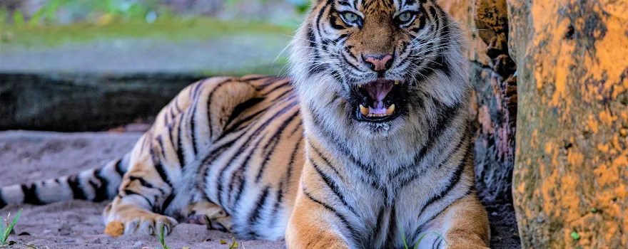 Surabaya Zoo