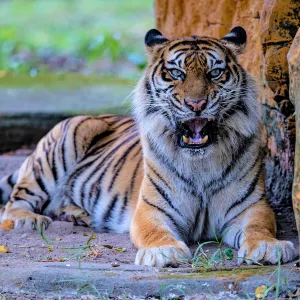 泗水動物園