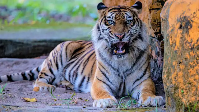 スラバヤ動物園