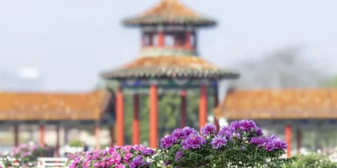 曹州百花園