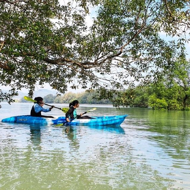พาเรือคายัคชมธรรมชาติป่าชายเลน