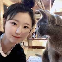 홍대 초저렴한 고양이 만화카페