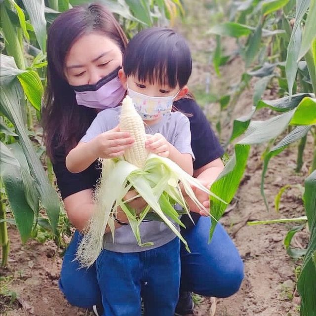 錯過了摘士多啤梨的季節，帶上細路去元朗摘玉米啦！