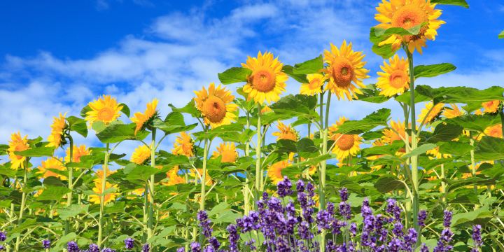 Flower Land Kamifurano