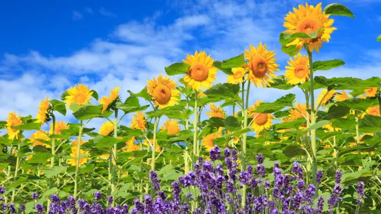 Flower Land Kamifurano