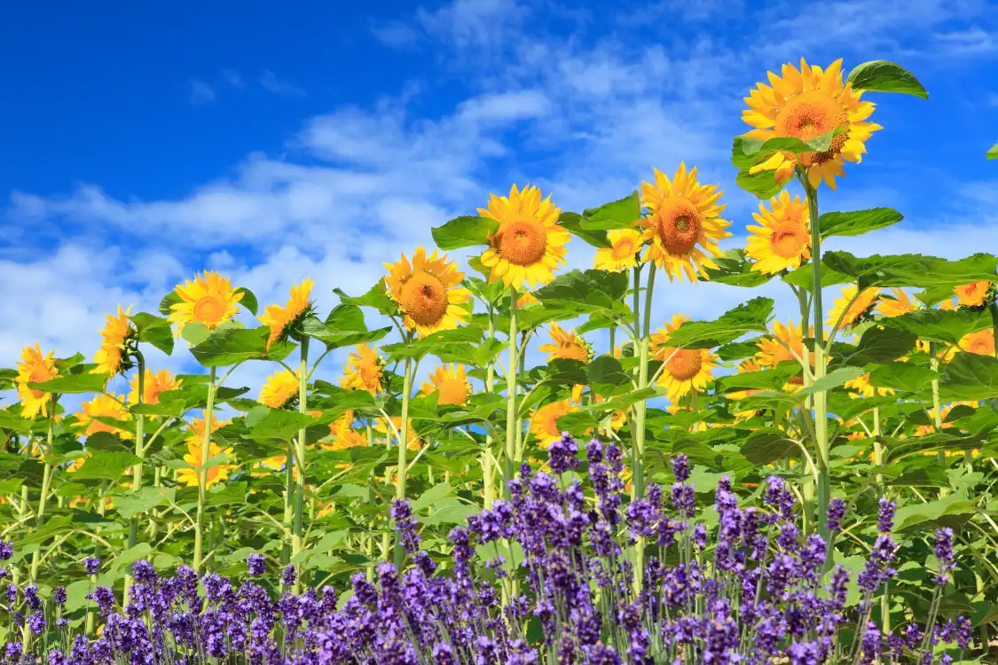 Hotels near Flower Land Kamifurano