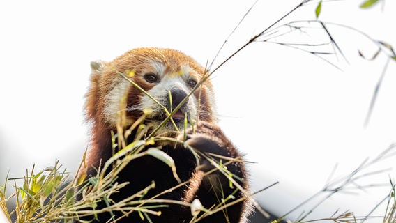 懷化野生動植物園