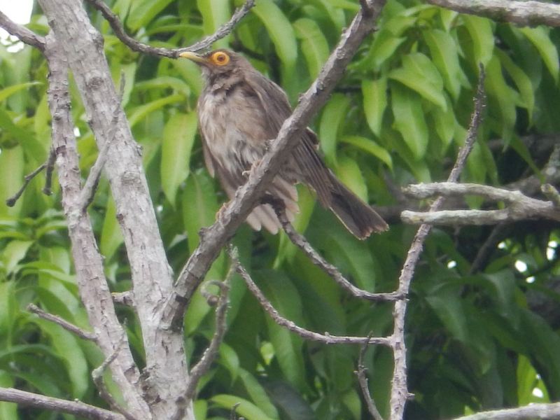 Zealandia Te Māra a Tāne