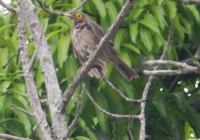 Zealandia （Karori Wildlife Sanctuary）