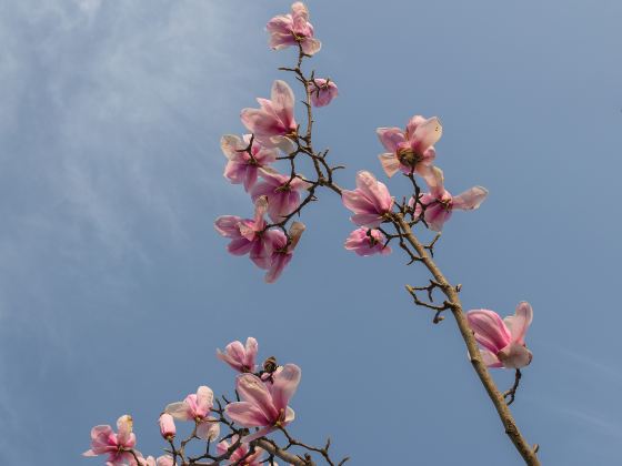 Cherry Blossoms Lane 42 Pingjing Street