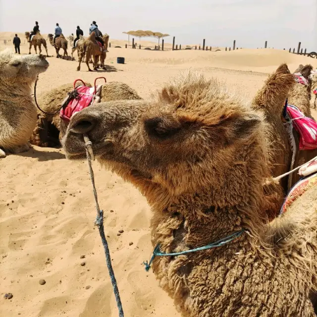 A short trip in Inner Mongolia