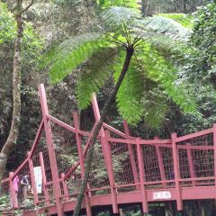 隆江猪脚饭 User Photo