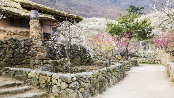 Plum Blossom Village