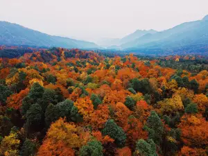 龍蒼溝國家森林公園