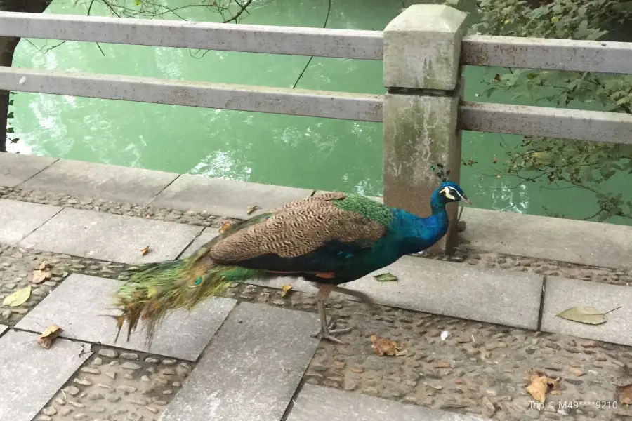 紹興百鳥樂園