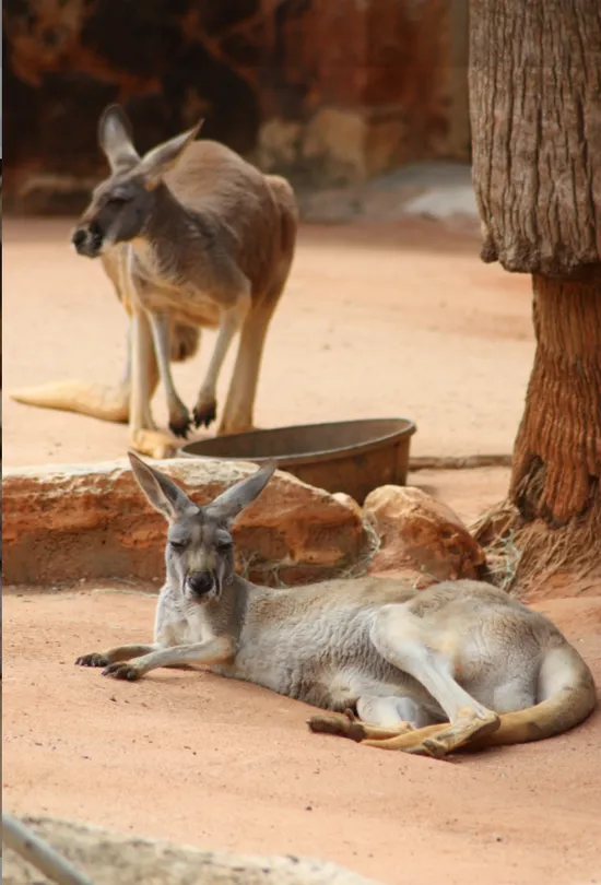 5_San Antonio Zoo