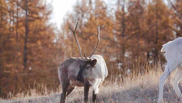 Eerguna Aoluguya Reindeer Tribe