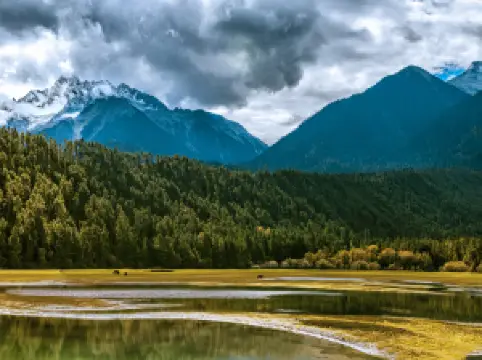 ป่ากังหยุน