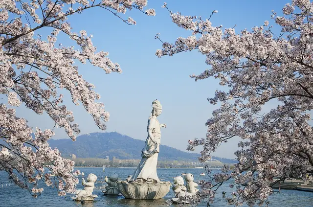 Cherry Blossom Viewing in Nanjing
