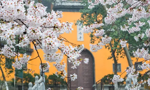 Cherry Blossom Viewing in Nanjing