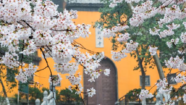 南京雞鳴寺半日遊【精品遊1.5H】【私家團含門票】【品齋麵】