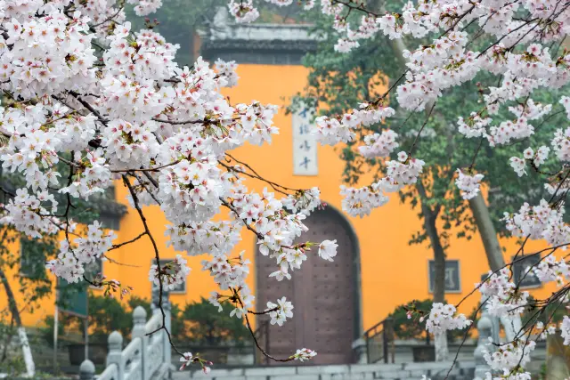Cherry Blossom Viewing in Nanjing