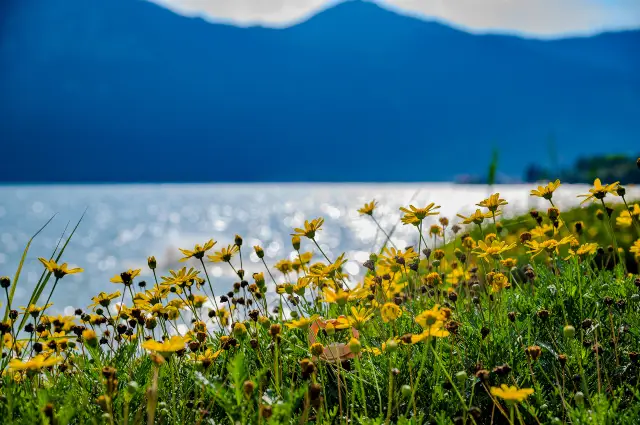 การชมดอกเบญจมาศที่คุนหมิง