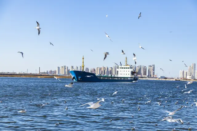 Seagulls Viewing in Tianjin
