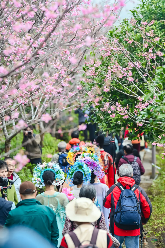 同安白交祠櫻花文化節 | 廈門