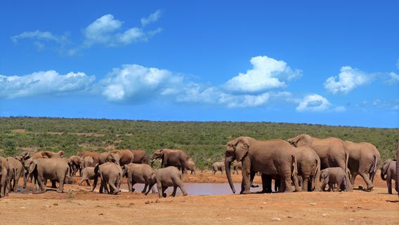 Parco nazionale degli Elefanti di Addo
