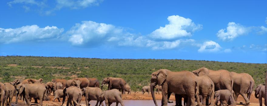 Addo Elephant National Park