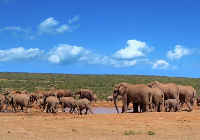 Addo Elephant National Park
