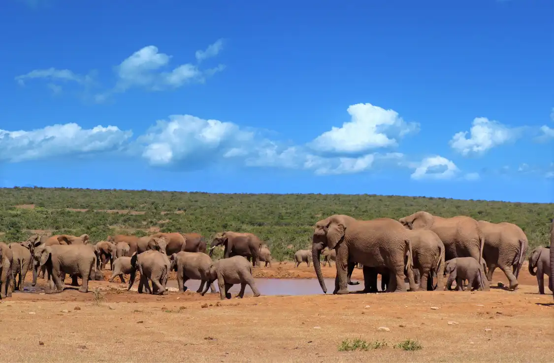 Hotels near Addo Elephant National Park
