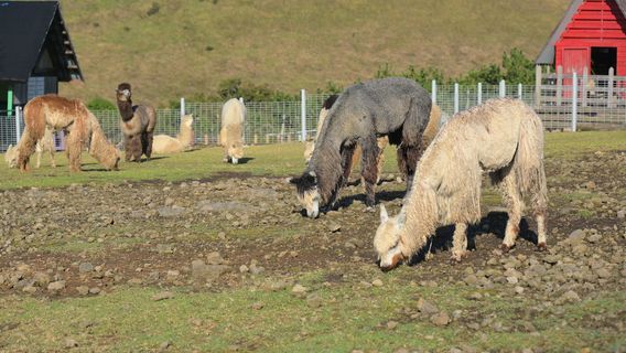 Saebyeol Friends Zoo