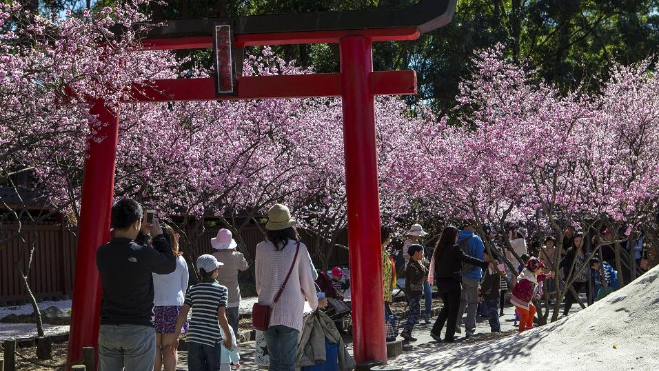 Sydney Cherry Blossom Festival | Auburn