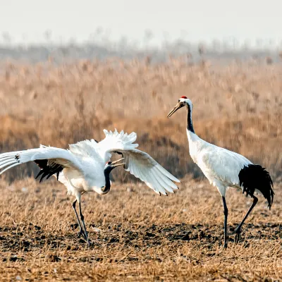 Отзывы об отеле Shankee Coffee Style Hotel (Yancheng Wantai Times City Dayang Farmer Street)