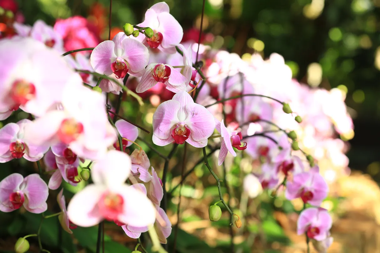 5_Xinglong Tropical Botanical Garden
