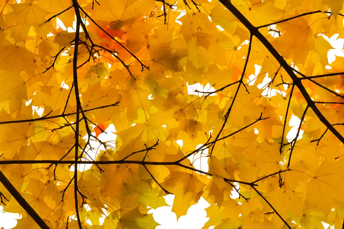 창잉 공원 주변 호텔