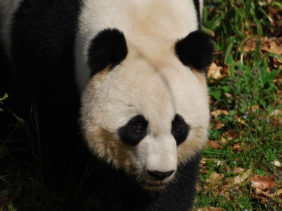 Bifengxia Panda Reserve