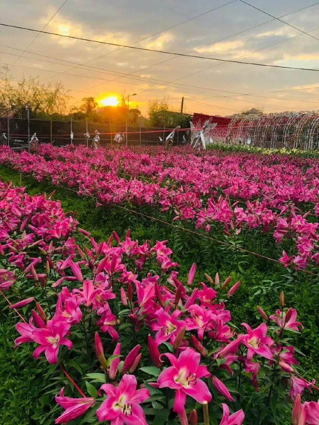 元朗新田 信芯園農莊花海