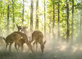 林深見鹿